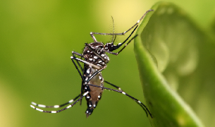 Natique’s Solutions for Mosquito Season: Understand When Mosquitoes Start Swarming