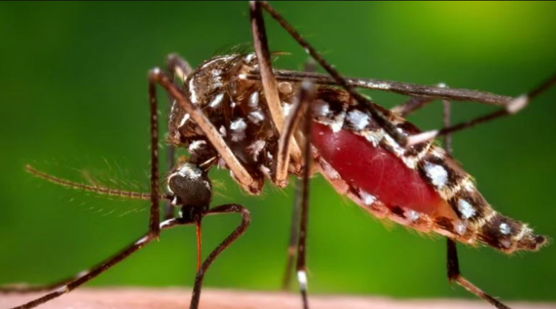 Rise in Mosquito-Borne Viruses Post-WA floods: Natique's Solutions at Forefront